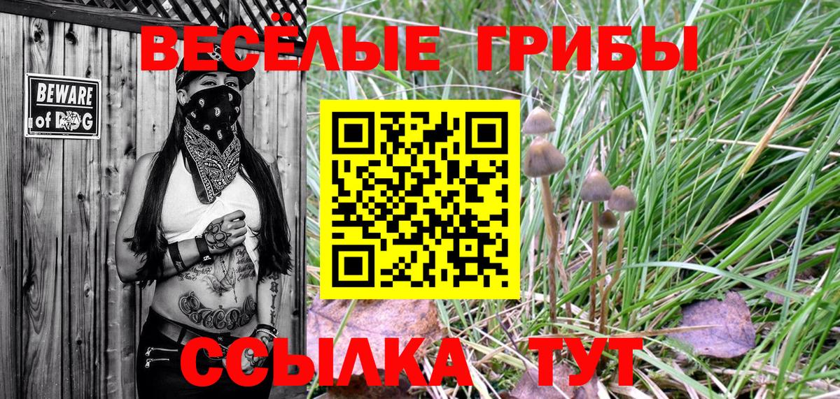 Ногинск  Псилоцибиновые грибы Psilocybine cubensis  Вход с VPN 